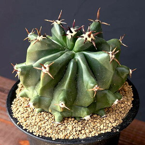 ϗtA/[UEt@[ZNg]tFJN^XFZhhʁihj@3.5A25-01