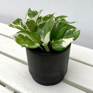 ϗtA/|gXFGWCEJo[iSKXebvH10ubNjt