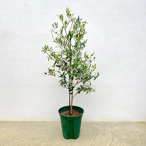 Ԗ ؂̕c/I[uFloeBuR 8d|bg