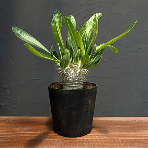 ϗtA/[UEt@[ZNg]pL|fBEFb单 ij@4A