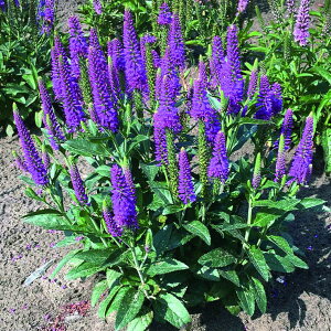 Ԃ̕c/xjJFp[vKLh3|bg