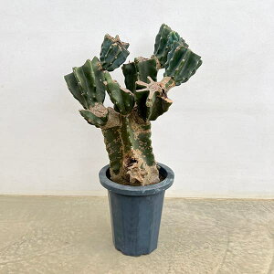 ϗtA/T{eFnVT{eu`dā@8A25-02