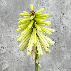 Ԃ̕c/i킯jgg}iNjtHtBAjF|RVg3|bg