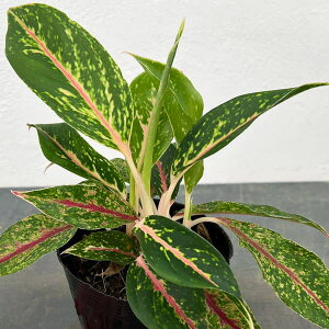 ϗtA/AOIl}FiCgXp[N3.5|bg