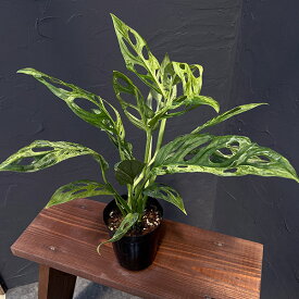 観葉植物/[棚卸セール]（わけあり特価）マドカズラ：ミント斑入り 3号ポット