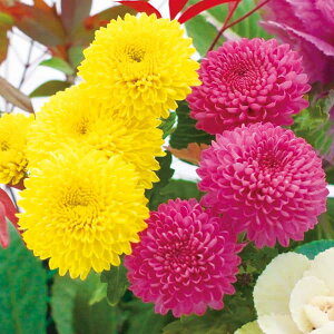 Ԃ̕c/LNF~炫fGbg}ie̕cj~Xg[CG[E~Xg[CbN3.5