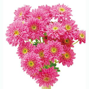 Ԃ̕c/ԂȂe~炫 炫ςeFt[g 4|bg