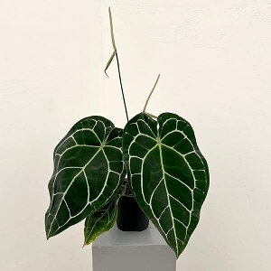 �ϗt�A��/[�U�E�t�@�[���Z���N�g]�A���X���E���i����j�F�N���X�^���i�� �T�E�X�A�����J 5�����A��