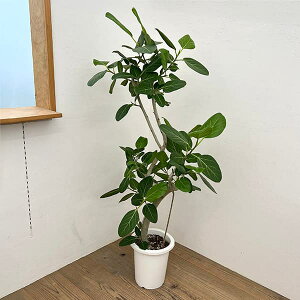 ϗtA/tBJXFxKVX@825-04