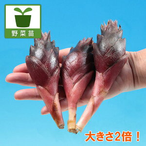 ؂̕c/[]~EKFW{݂傤3.5|bg 12Zbg