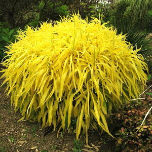 Ԃ̕c/\_SFqfBQCQC3|bg