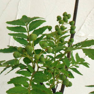 Ԗ ؂̕c/RiTVEjFqiATNj嗱3|bg