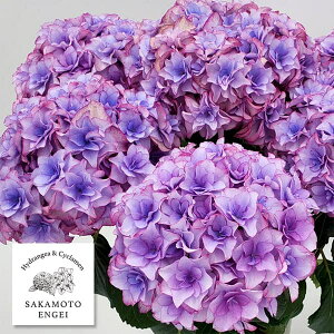 Ԗ ؂̕c/AWTCF̂iu[j3.5|bg