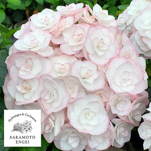 Ԗ ؂̕c/AWTCF_iREEjisNj3.5|bg