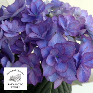 Ԗ ؂̕c/AWTCF|[WBu[P T[Viu[j3.5|bg