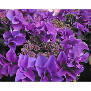 Ԗ ؂̕c/AWTCF|[WBu[P@~~iu[j3.5|bg