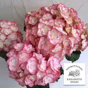 Ԗ ؂̕c/AWTCFGWFJisNj3|bg