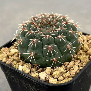 ϗtA/T{eFMmJLE@PizEgEj@@2.5A