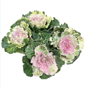 Ԃ̕c/n{^F`F[ubT4{A3|bg