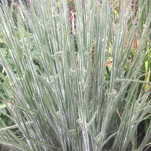 Ԃ̕c/XLUNEFnngJ4|bg