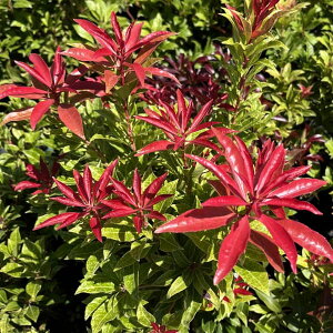 Ԗ ؂̕c/AZrin؁jF~I5A