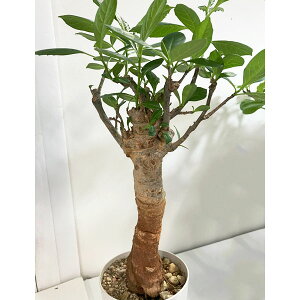 ϗtA/[]oIou Ai30cmA12Nj