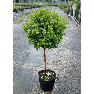 Ԗ ؂̕c/VWMEFuNVtHA5|bgEX^_[hd