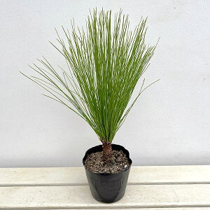 Ԗ ؂̕c/_CIEVEi剤j3.5|bg