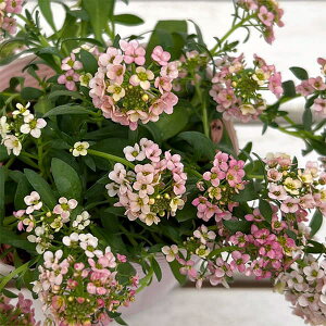 Ԃ̕c/AbTFA[IWn3.5|bg