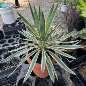 ϗtA/bJFOIT oGK[^ij 8A