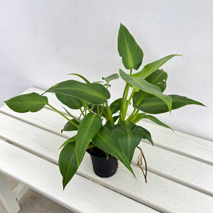 �ϗt�A��/�t�B���f���h�����F�}�n���W���@3�����A��*