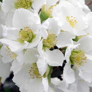 Ԗ ؂̕c/{Pi؉ZjF̐iLmZCj3|bg