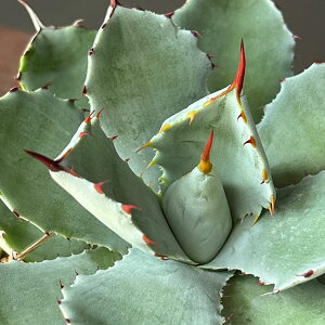 ϗtA/AKxFgˊi|^gj@3.5A*