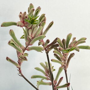 Ԗ ؂̕c/JK[|[iASjXTgXjsNO[n@4A