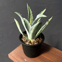 楽天市場】アガベ アメリカーナ（観葉植物｜花・観葉植物）：花 