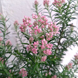 Ԗ ؂̕c/CXt[EsN4|bg