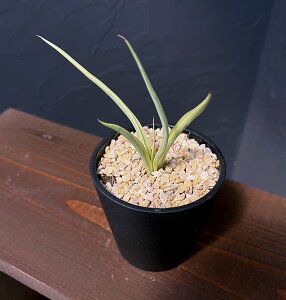 ϗtA/TZxAF_VOhS@3.5A