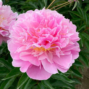 Ԃ̕c/VNNi䉖jFhi4|bg