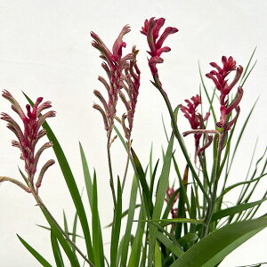 Ԗ ؂̕c/JK[|[iASjXTgXjbhn@4A