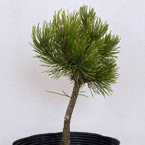 Ԗ ؂̕c/}cijFRg^}c tVAS[h7|bg