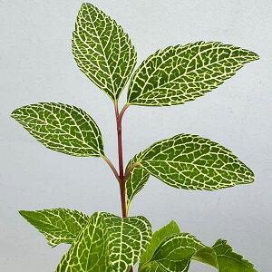 Ԗ ؂̕c/MEFԖڔ 2.5|bg