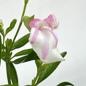 Ԃ̕c/`F[Z[WFeT3.5|bg