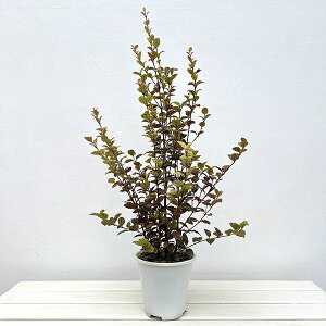 Ԗ ؂̕c/tH~^XFu^@5A