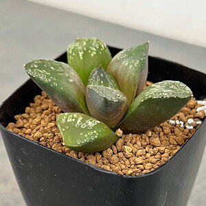 ϗtA/nI`AFCelladoorixzCgEtj@2.5XNGA