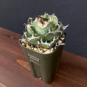 ϗtA/AKxF`^m^@~@3A25-02