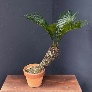 �ϗt�A��/�\�e�c�i�h�S�j5�����픫25-03