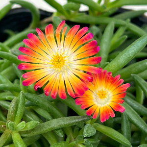 Ԃ̕c/}coMNFЂ܉ԉ h }[^IWzCg3|bg