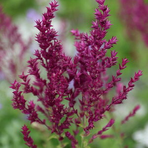 Ԃ̕c/TrA V[o[O3.5|bg