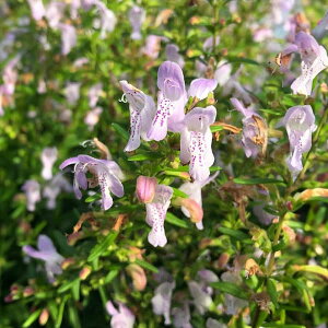 Ԃ̕c/J~TFW[WAJ~T4.5|bg