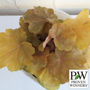 Ԃ̕c/q[PEh`F o^[N[3|bg 6Zbg